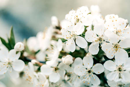 Spring blooming fruit tree. The background of the spring flowering.
