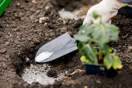 The farmer gives fertilizer to young plants. A hand holds a shovel and fertilize seedlings in an organic gardenの写真素材