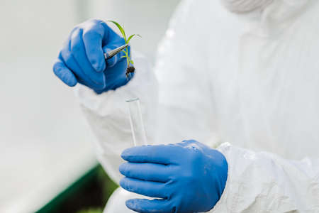 A male biochemist holds a test tube with a plant for study and analysis.の写真素材