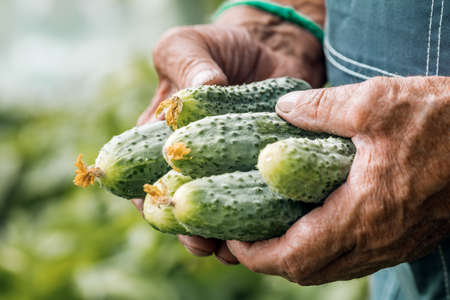 Farmer's hands with a freshly picked cucumber.の写真素材