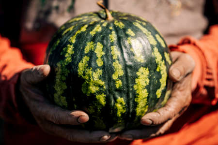 A large striped ripe watermelon in the hands of a male farmer. Concept of growth and rich harvest
