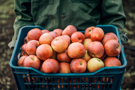 Farmer with freshly picked apples in a plastic box. Concept of agriculture and horticulture.の写真素材
