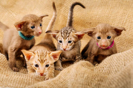 Portrait of an Oriental cat. The concept of keeping and breeding of cats in the home.の写真素材