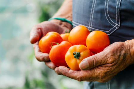 A man holds homemade tomatoes in his hands. The concept of cropの写真素材