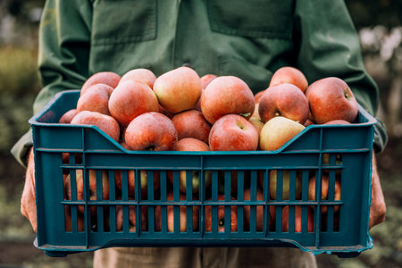 Farmer with freshly picked apples in a plastic box. Concept of agriculture and horticulture.