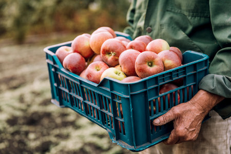 Farmer with freshly picked apples in a plastic box. Concept of agriculture and horticulture.の写真素材