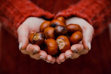 A handful of freshly picked chestnuts in the hands of a woman.