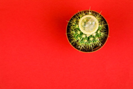 Cactus with a condom on a red background.の写真素材