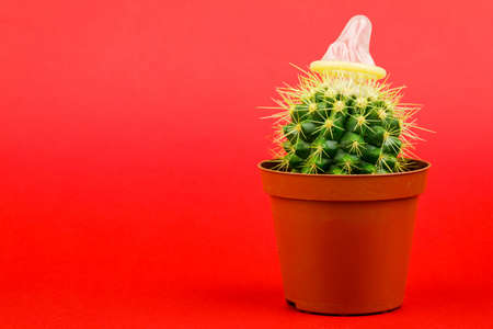 Cactus with a condom on a red background.の写真素材
