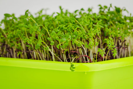 Micro green sprouts grow in a tray in the kitchen