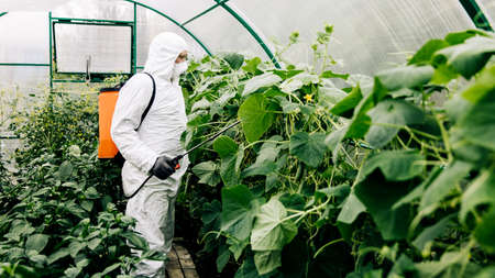 The topic of industrial agriculture. A person sprays toxic pesticides or insecticides on a plantation. Weed control.の写真素材