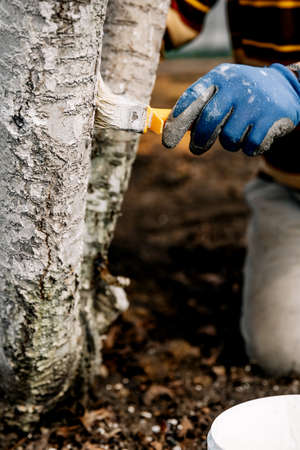Whitewash of spring trees, protection from insects and pests. Gardening and agriculture, protective actionsの写真素材