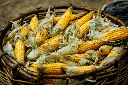 Ripe corn in a wicker basket