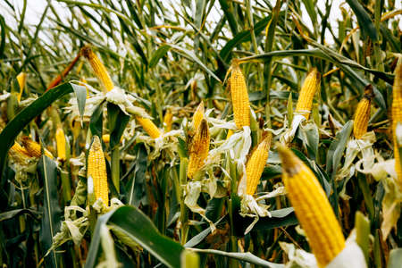 Fresh corn on a stalk in the fieldの写真素材