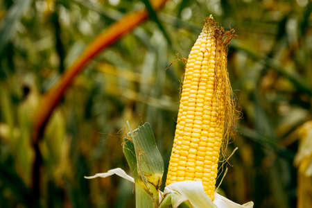 Fresh corn on a stalk in the fieldの写真素材