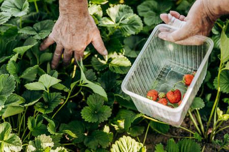 A male farmer harvests ripe strawberries. Harvesting fresh organic strawberries. Hands of a farmer picking strawberries close-up. Strawberry bushesの写真素材