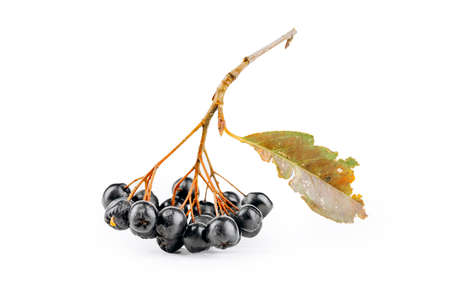 aronia is isolated on a white background.の写真素材