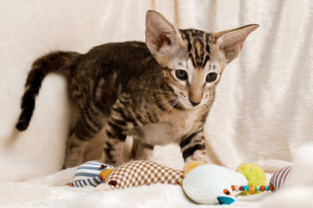 Oriental Domestic Cat at homeの写真素材