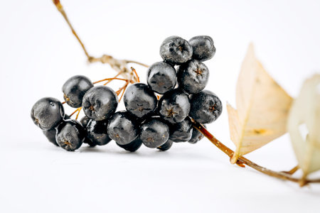 aronia is isolated on a white background.の写真素材