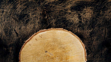 A large round piece of wood on an old wooden background.の写真素材