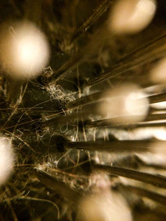 Closeup of dirty used hairbrush with visible dandruff and knots of hair in teeth, hygiene concept.の写真素材
