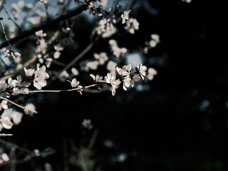 cherry blossom in spring, black and white photo, soft focusの写真素材