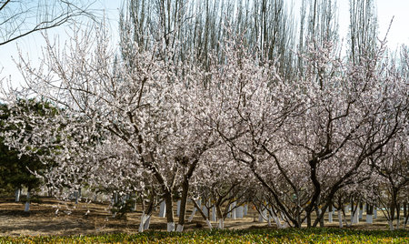 Blossoming almond trees in a park in spring, closeup of photoの写真素材