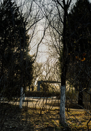 Sunset in the park with trees and grass on the ground.の写真素材