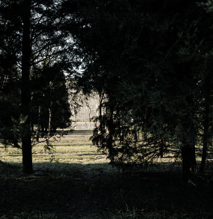 Pine trees in the forest in the rays of the setting sunの写真素材