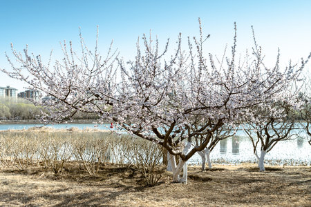 Blossoming almond trees on the shore of the lake in springの写真素材