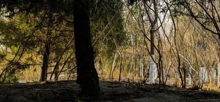 Trees in the forest on a sunny day. Spring landscape.の写真素材