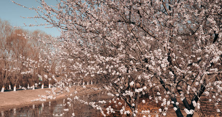 Beautiful blooming cherry tree in spring time. Toned.の写真素材