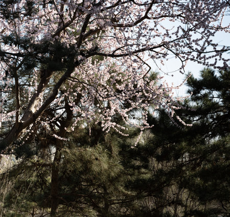 cherry blossoms in japan. cherry blossoms in springの写真素材