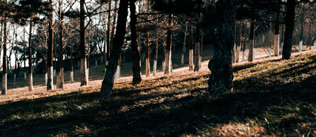 Sunset in the forest. Sunlight through the trees. Nature backgroundの写真素材