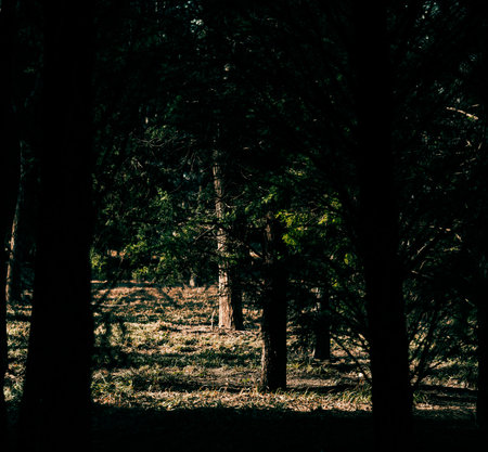 Pine trees in the forest. Black and white retro style.の写真素材
