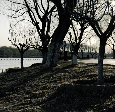 Park in the center of Moscow at sunset, Russia. Black and white photo.の写真素材
