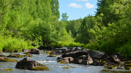 Quick forest streamの写真素材