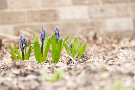Early Spring Purple Flower Buds Starting To Grow Up Through the Dirt with Green Leavesの写真素材