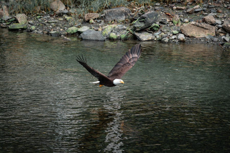 A bald eagle glides gracefully above a calm river, its powerful wings spread wide. The shimmering...