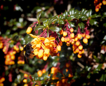 Bumblebee on yellow flowers of Berberis darwiniiの写真素材