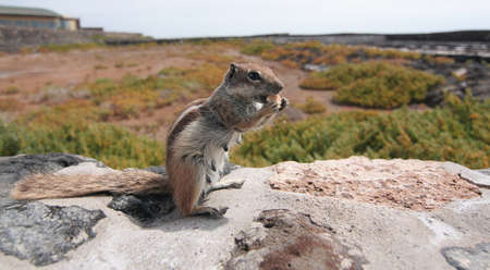 Striped ground squirrel (Xerus erythropus) on the stone wall eating cookieの写真素材