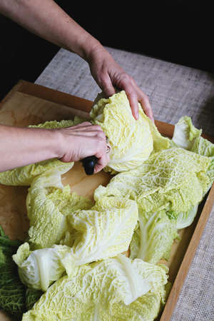 Splitinng of cabbage leaves before preparing Golabki a traditional Polish dishの写真素材