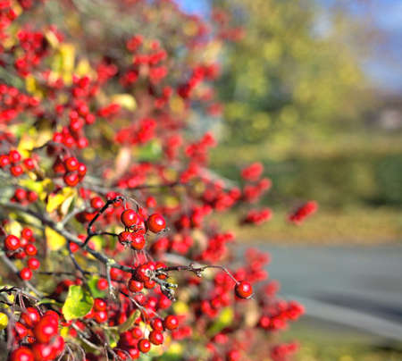 Red autumnal wild fruits. Beautiful hawthorn berries with vivid colors.の写真素材