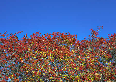 Red autumnal wild fruits. Beautiful hawthorn berries with vivid colors.の写真素材