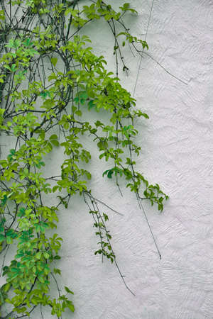 Detail of autumnal green ivy on painted wall. Leaves on white plaster background in Autumnの写真素材