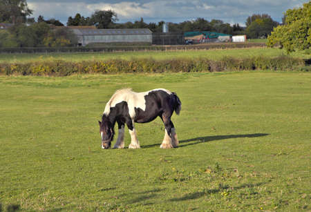 Horse on field. White and Black pony on green grassの写真素材