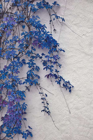 Detail of autumnal blue ivy on painted wall. Leaves on white plaster background in Autumnの写真素材