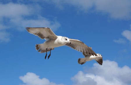 Flying seagulls