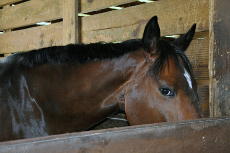Horse in a stallの写真素材
