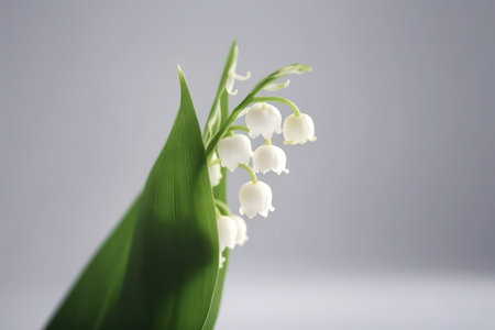 Lily of the valley, Convallaria majalis, on white background white spring flower may kingdom royal uk generated aiの素材